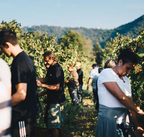 È finita la vendemmia