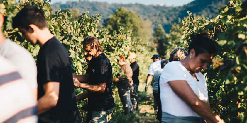 È finita la vendemmia