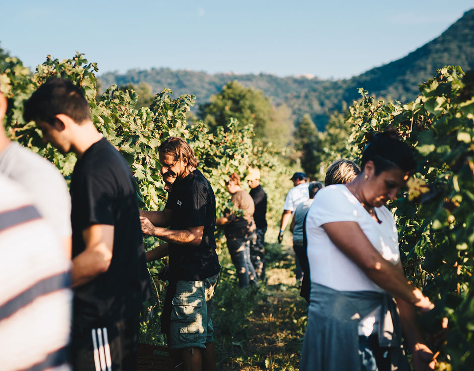 durin vendemmia 2018